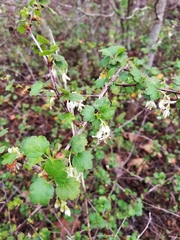 Ribes curvatum
