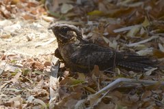 Caprimulgus madagascariensis