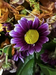 Asteraceae
