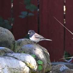 Junco hyemalis
