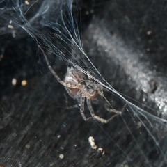 Tegenaria domestica