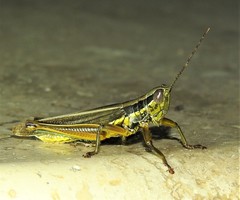 Bermius odontocercus
