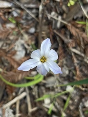 Ipheion