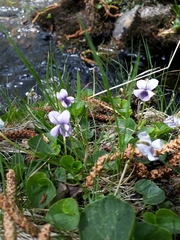 Viola lactea