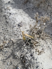 Mentzelia leucophylla