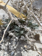 Mentzelia leucophylla