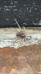Megalostrata