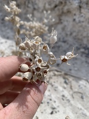 Mentzelia leucophylla