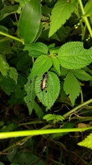 Pseudomops neglectus