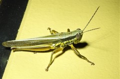 Bermius odontocercus