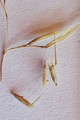 Rytidosperma buchananii