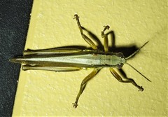 Bermius odontocercus