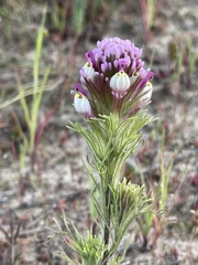 Castilleja exserta exserta