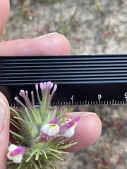 Castilleja exserta exserta