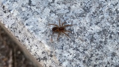 Araneae