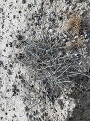 Ephedra funerea