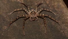 Heteropoda procera