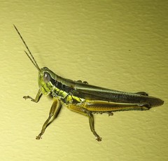 Bermius odontocercus