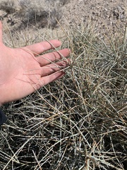 Ephedra funerea