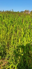 Echinochloa esculenta