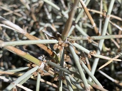 Ephedra funerea