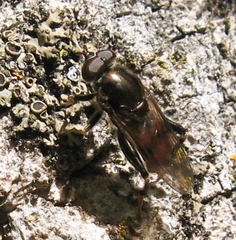 Chalcosyrphus libo