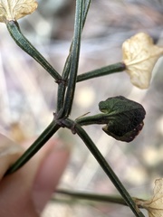 Dicliptera resupinata