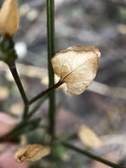 Dicliptera resupinata
