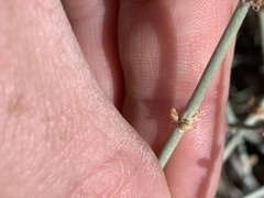 Ephedra funerea