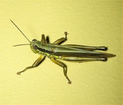 Bermius odontocercus