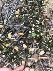 Dicliptera resupinata