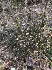 Dicliptera resupinata