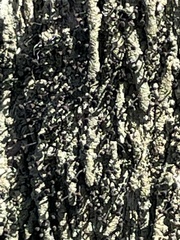 Calicium hyperelloides