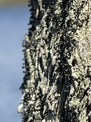 Calicium hyperelloides