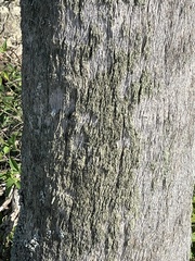 Calicium hyperelloides