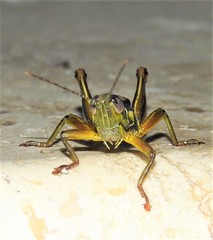 Bermius odontocercus