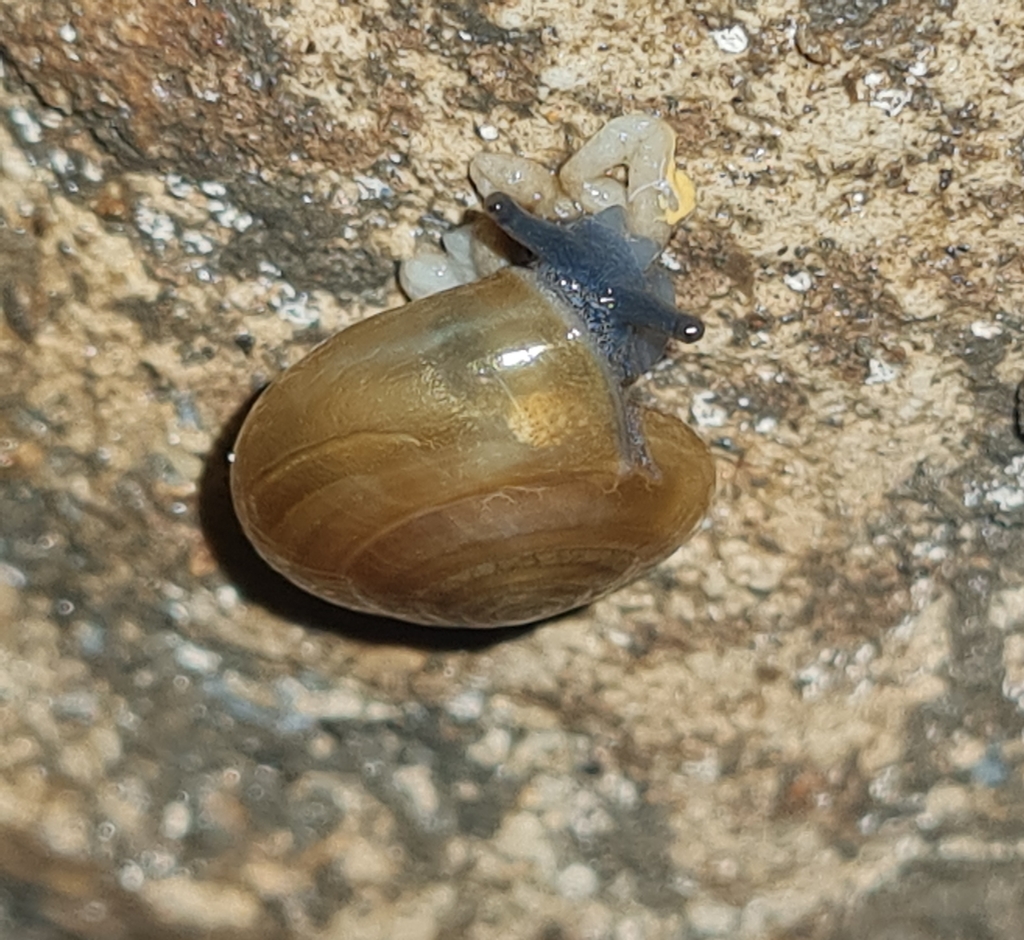 Conulopolita