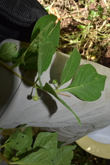 Capsicum rhomboideum