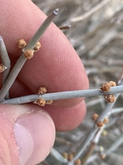 Ephedra funerea