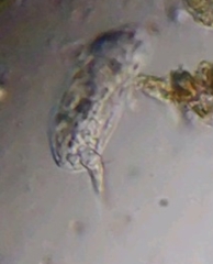Colurella