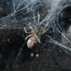 Tegenaria domestica