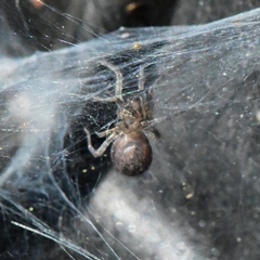 Tegenaria domestica