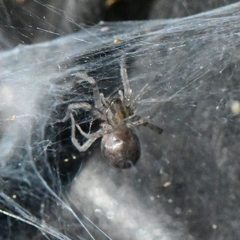 Tegenaria domestica