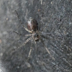 Tegenaria domestica