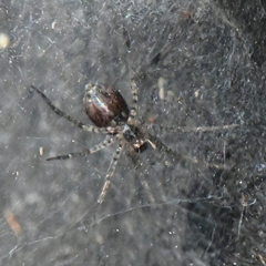 Tegenaria domestica