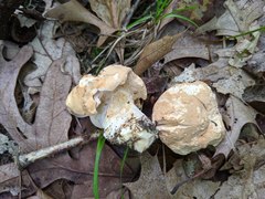 Hydnum subolympicum