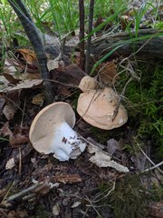 Hydnum subolympicum
