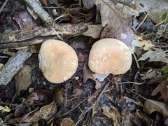 Hydnum subolympicum