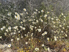 Layia pentachaeta albida