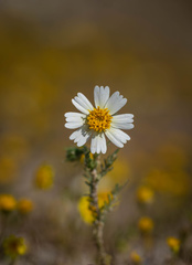 Layia pentachaeta albida